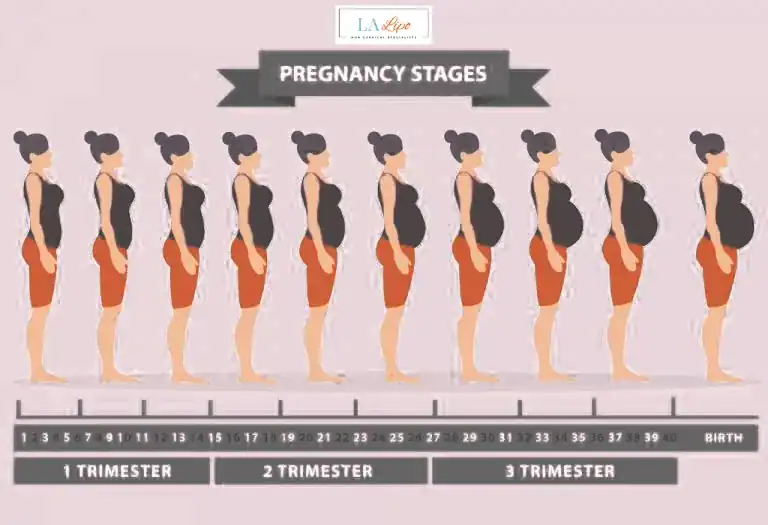 First Trimester (Weeks 1–12): Early Changes You Might Not Notice Lyndhurst